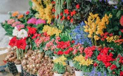 Unlocking the Benefits of Buying Wholesale Flowers in Kitchener